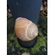 Snail shell geocache (magnetic with nano log)